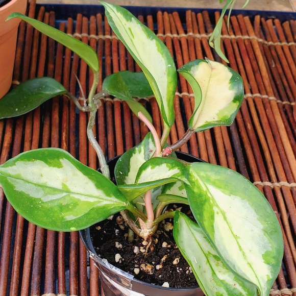 Hoya Krimson Princess 3" pot - Picture 6 of 6